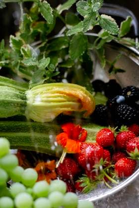 zucchini blossom, berries, mint under water Boise, Idaho, United States R_LEROEZ250507-1716837-01