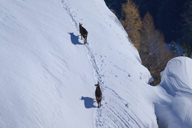 IMAGO Creative, Winter, Auf dem Land Zwei Gämsen (Rupicapra rupicapra), wandern entlang eines verschneiten Berghangs, umgeben von Bäumen im Hintergrund. Stille winterliche Szene, Gemmi Pass, Leukerbad, Leuk, Wallis, Schweiz, Europa Two chamois (Rupicapra rupicapra), walking along a snowy mountain slope, surrounded by trees in the background. Quiet winter scene, Gemmi Pass, Leukerbad, Leuk, Valais, Switzerland, Europe Copyright: imageBROKER RaimundxLinke ibxrde13452507.jpg
