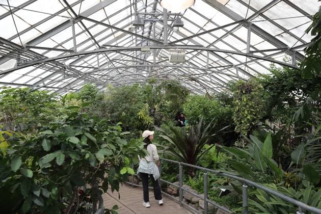 Allan Garden Reopening In Toronto, Canada People visit the Palm House at Allan Gardens Conservatory, which reopens to the public in Toronto, Canada, on May 14, 2025, after extensive restoration. Toronto Canada  Copyright: xArrushxChoprax originalFilename: chopra-notitle250515_npai3.jpg