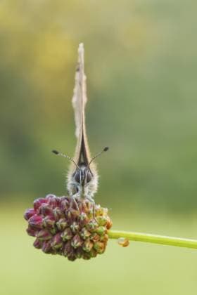 Dunkler Wiesenknopf-Ameisenbläuling (Phengaris nausithous) sitzt auf Blüte von Grossem Wiesenknopf (Sanguisorba officinalis), Hessen, Deutschland, Europa Dunkler Wiesenknopf-Ameisenbläuling auf Grossem Wiesenknopf, Maculinea nausithous, Sanguisorba officinalis Dusky Large Blue, Great Burnet, Maculinea nausithous, Sanguisorba officinalis Copyright: imageBROKER WahrmutxSobainsky iblcrr13526788.jpg