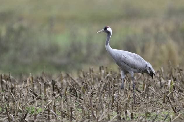 Kranich (Grus grus) auf Nahrungssuche auf einem abgeernteten Maisfeld, Mecklenburg-Vorpommern, Deutschland, Europa Common Crane (Grus grus) foraging on harvested maize field, Mecklenburg-Western Pomerania, Germany, Europe Copyright: imageBROKER RalfxKistowski iblcrr13544462.jpg