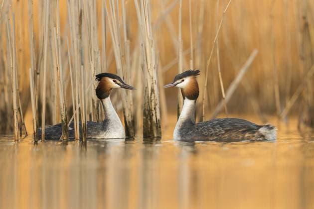 Haubentaucher (Podiceps cristatus) balzendes Paar, Nordrhein-Westfalen, Deutschland, Europa Great Crested Grebe (Podiceps cristatus) pair displaying, North Rhine-Westphalia, Germany, Europe Copyright: imageBROKER RalfxKistowski iblcrr13554698.jpg