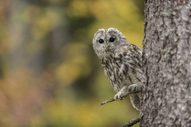 Waldkauz (Strix aluco), Nordrhein-Westfalen, Deutschland, Europa Tawny Owl (Strix aluco) perched in tree, North Rhine-Westphalia, Germany, Europe Copyright: imageBROKER RalfxKistowski iblcrr13567558.jpg
