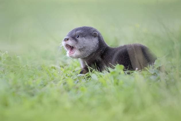 Fischotter (Lutra lutra) verspieltes Jungtier in Wiese, Kastilien-La Mancha, Spanien, Europa Eurasian Otter (Lutra lutra) cute little young in meadow, Castile-La Mancha, Spain, Europe Copyright: imageBROKER MarionxVollborn iblcrr13520370.jpg