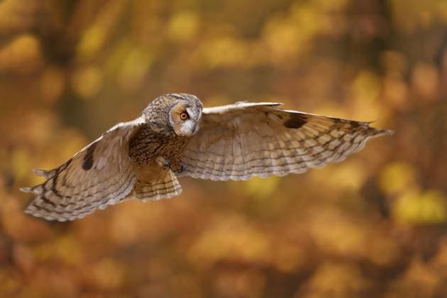 Waldohreule (Asio otus) im Flug, Polen, Europa Autumn nature. Owl in orange forest, yellow leaves. Long-eared Owl with orange oak leaves during autumn. Wildlife scene from nature, Poland, Europe Copyright: imageBROKER OndrejxProsicky iblcrr13522189.jpg