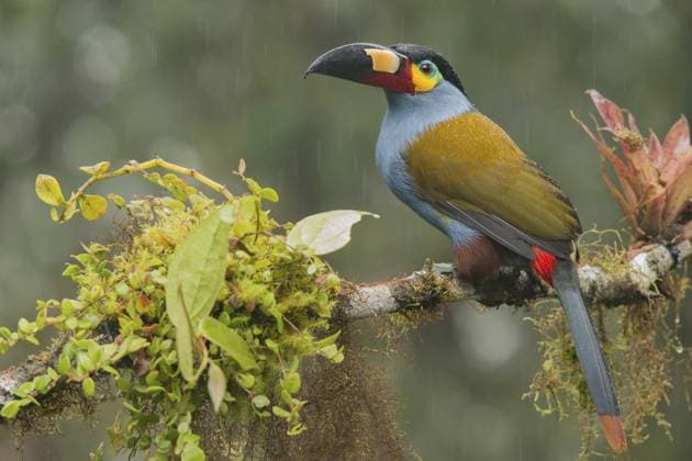 Leistenschnabeltukan (Andigena laminirostris), Mindo, Ecuador, Südamerika Plate-billed Mountain Toucan (Andigena laminirostris) perched on a branch in the rain, Mindo, Ecuador, South America Copyright: imageBROKER BIA iblcrr13548085.jpg
