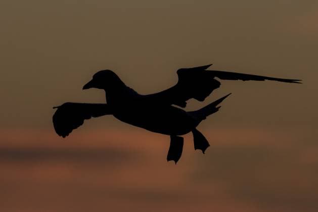 Creative Highlights World Basstölpel (Morus bassanus) im Flug, Schleswig-Holstein, Deutschland, Europa Northern Gannet (Morus bassanus) flying, Schleswig-Holstein, Germany, Europe Copyright: imageBROKER BIA iblcrr13553635.jpg