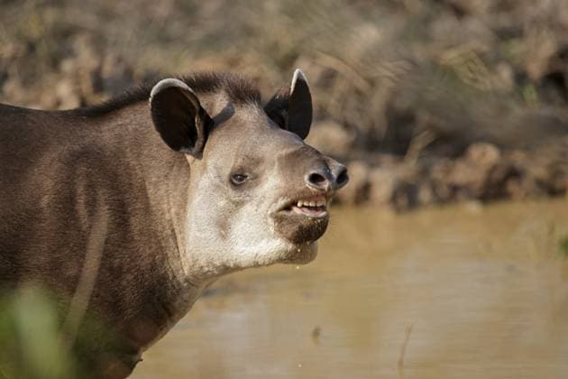 Flachlandtapir (Tapirus terrestris) Porträt, Pantanal, Brasilien, Südamerika Brazilian Tapir (Tapirus terrestris) portrait, Pantanal, Brazil, South America Copyright: imageBROKER NatexChappell iblcrr13566430.jpg