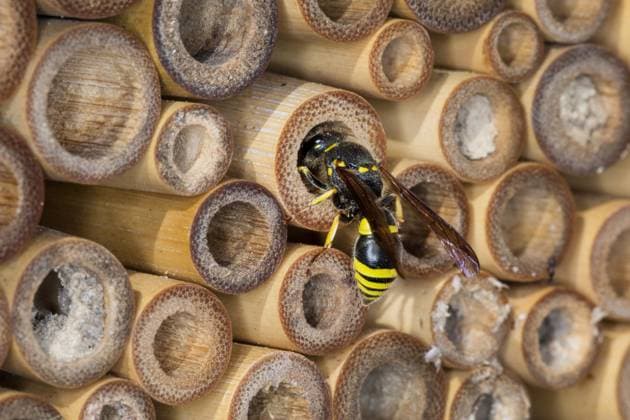 Mauer-Lehmwespe, Mauerlehmwespe, Schwarzfuehler-Hakenwespe, Schwarzfuehlerhakenwespe (Ancistrocerus nigricornis), an der Oeffnung der Nistroehre, Deutschland Potter wasp (Ancistrocerus nigricornis), at the opening of the nesting tube, Germany BLWS728405 *** Wall Clay wasp, Mason wasp, Schwarzfuehler Hook wasp, Black foxhook wasp Ancistrocerus nigricornis , to the Oeffnung the Nesting tubes, Germany Potter Wasp Ancistrocerus nigricornis , AT The Opening of The nesting tube, Germany BLWS728405 Copyright: xblickwinkel F.xHeckerx