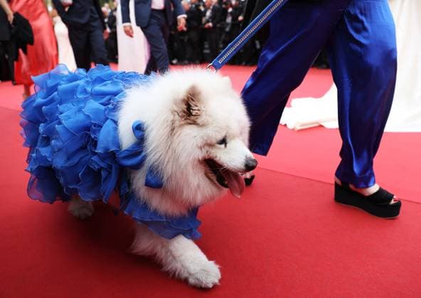 (250520) -- CANNES, May 20, 2025 -- A dressed-up dog arrives for the screening of the film Highest 2 Lowest at the 78th edition of the Cannes Film Festival in Cannes, southern France, on May 19, 2025. ) FRANCE-CANNES-FILM FESTIVAL-HIGHEST 2 LOWEST-SCREENING GaoxJing 