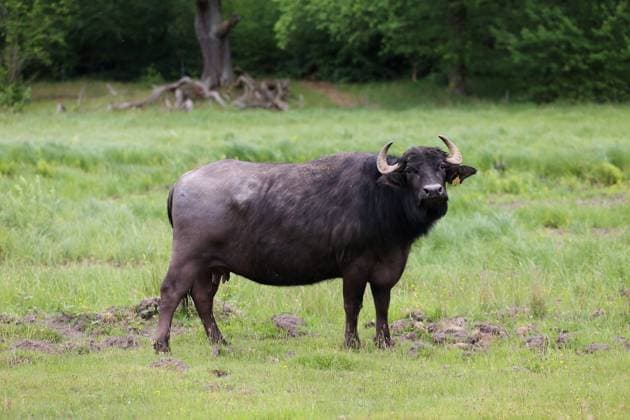 News Themen der Woche KW21 News Bilder des Tages Wasserbüffel weiden auf der Pfaueninsel in Berlin, 22. Mai 2025. Ankunft Wasserbüffel Pfaueninsel Berlin *** Water buffalo grazing on the Pfaueninsel in Berlin, May 22, 2025 Arrival water buffalo Pfaueninsel Berlin