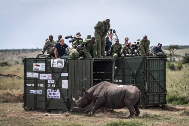 Bilder des Jahres 2025, News 05 Mai News Themen der Woche KW21 (250525) -- LAIKIPIA, May 25, 2025 -- Members of the Kenya Wildlife Service (KWS) release a relocated black rhino at Segera Conservancy in Laikipia, Kenya, on May 24, 2025. ) KENYA-LAIKIPIA-BLACK RHINO-TRANSLOCATION WangxGuansen 