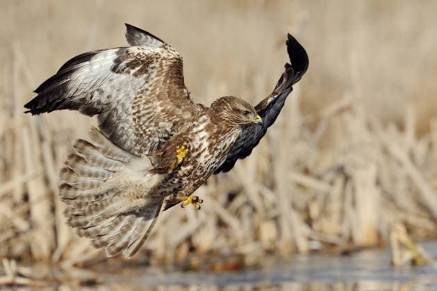 Creative Highlights World RECORD DATE NOT STATED der perfekte Moment... Mäusebussard *Buteo buteo* kurz vor dem Zugriff auf Beute, spektakuläre Flugaufnahme voller Action, Aktion, heimischer Greifvogel bei der Jagd, wildlife, Deutschland, Europa *** the perfect moment... Buzzard *Buteo buteo* shortly before accessing prey, spectacular flight shot full of action, action, native bird of prey hunting, wildlife, Germany, Europe. Mecklenburg-Vorpommern Deutschland, Europa