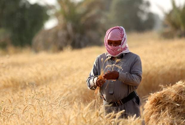 News Themen der Woche KW21 News Bilder des Tages (250526) -- BAGHDAD, May 26, 2025 -- A farmer harvests wheat in a field north of Baghdad, Iraq, on May 25, 2025. ) IRAQ-BAGHDAD-WHEAT-HARVEST KhalilxDawood 