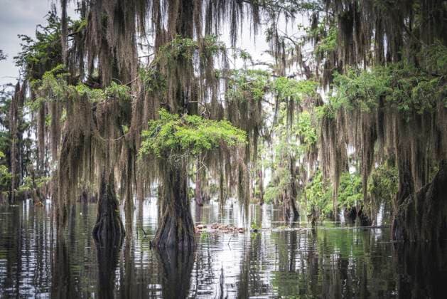 Creative Highlights World Foggy Cypress Trees at Sunrise Lake View, Louisiana, United States R_NEAN250521A-1734276-01
