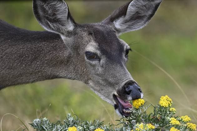 Entertainment Themen der Woche KW22 Entertainment Bilder des Tages May 27, 2025, Pacific Grove, California, US: Black Tailed Deer (Odocoileus) Enjoying some Tasty Flowers Pacific Grove US - ZUMAm225 20250527_zap_m225_001 Copyright: xRoryxMerryx