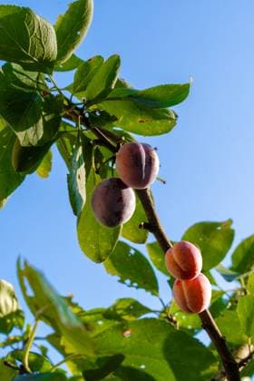 IMAGO Creative, Jahreszeit Sommer, Food, Pflaume delicious ripe plums hanging from a tree Putten, Gelderland, Netherlands R_NKYL250526-1743876-01