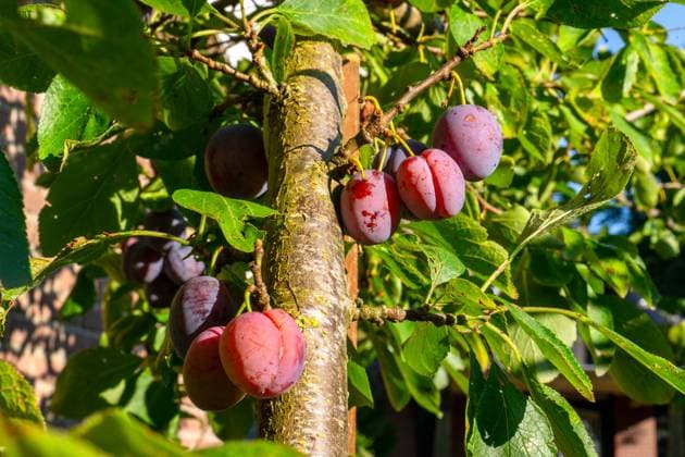 IMAGO Creative, Jahreszeit Sommer, Food, Pflaume Ripe plums hanging from a tree Putten, Gelderland, Netherlands R_NKYL250526-1743880-01