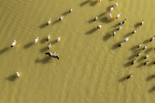 Creative Highlights World Aerial view of graceful flamingos wading in the serene waters of Laguna Grande, Catamarca, Argentina. Their reflection dances across the shimmering surface, creating a tranquil scene Model Released JuanLopez_ID28361_835764_004 Copyright: xJuanxLopezx RECORD DATE NOT STATED