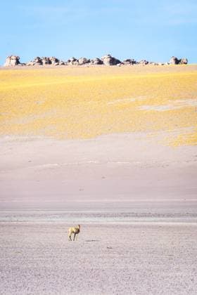 Creative Highlights World A lone vicuna stands on the arid plains of La Puna, Argentina, under a clear blue sky. The stark contrast of yellow flowers against barren earth adds a unique charm Model Released JuanLopez_ID28399_836538_010 Copyright: xJuanxLopezx RECORD DATE NOT STATED