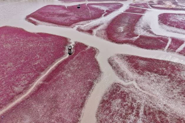 Bilder des Jahres 2025, News 06 Juni News Themen der Woche KW22 News Bilder des Tages China Red Beach Wetland Aerial view of a mudflat beach wetland tinted by the thriving seepweed in Qingdao in east China s Shandong province Sunday, June 01, 2025., Credit:YU FANGPING Avalon CHINA, SHANDONG, QINGDAO  Copyright: xYUxFANGPINGx xAvalonx 1005946285