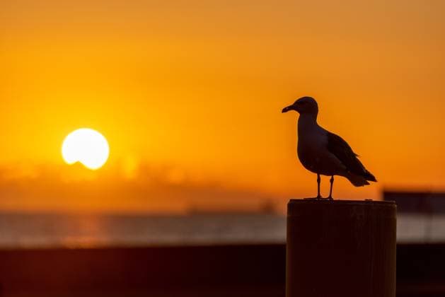 Deutschland, Mecklenburg-Vorpommern, Warnemünde, 02.06.2025: Eine Möwe sitzt auf einem Dalben vor dem Sonnenuntergang am Horizont an der Küste bei Warnemünde. Sonnenuntergang Warnemünde *** Germany, Mecklenburg Vorpommern, Warnemünde, 02 06 2025 A seagull sits on a dolphin in front of the sunset on the horizon on the coast near Warnemünde Sunset Warnemünde