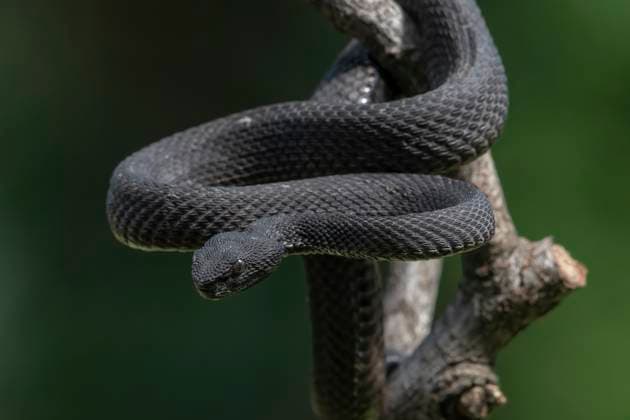 Creative Highlights World Black mangrove pit viper on a tree branch Yogyakarta, Special Region of Yogyakarta, Indonesia R_DIOE250523-1737159-01