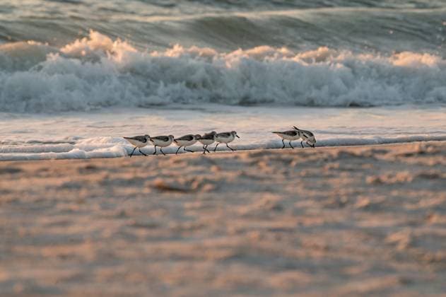 Creative Highlights World Flock of seven sanderling birds runs along the wavy shoreline Anna Maria, Florida, United States R_MCKJ250602-1712556-01