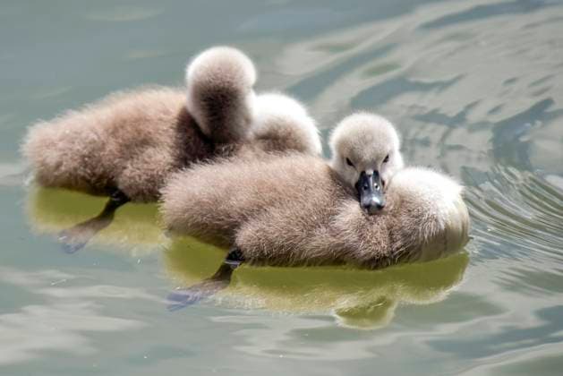 Creative Highlights World Cygnets, which have recently hatched, swim on the lake near Mykola Leontovych Central Park in Vinnytsia, Ukraine, June 3, 2025. (Photo by Oleksandr Lapin Ukrinform) Swans and cygnets  Copyright: xOleksandrxLapinx