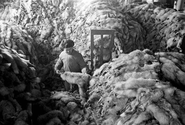 Archivbilder der Woche KW23 Great Patriotic War, 1941-1945 8938254 06.12.1942 The Great Patriotic War of 1941-1945. Hunting, fur farming and fur procurement in the Krasnoyarsk Territory. The Krasnoyarsk regional office of Zagotzhivsyrye served as a point for receiving furs from hunters-traders. Anatoliy Garanin Sputnik Krasnoyarsk region Russia  Copyright: xAnatoliyxGaraninx