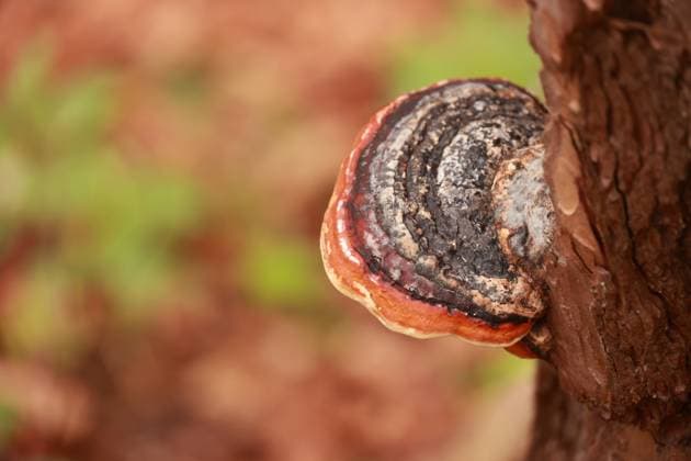 IMAGO Creative, Jahreszeit Herbst auf dem Land Ein Pilz wächst auf einem Baum Ein Pilz wächst auf einem Baum (License=RF) Copyright: xZoonar.com R.xGeorgxBrennerx 23436571
