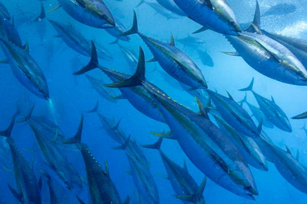 School of Yellowfin Tuna Gliding Through the Deep Blue Ocean Ojochal, Provincia de Puntarenas, Costa Rica CR_JFZH250607-1725949-01