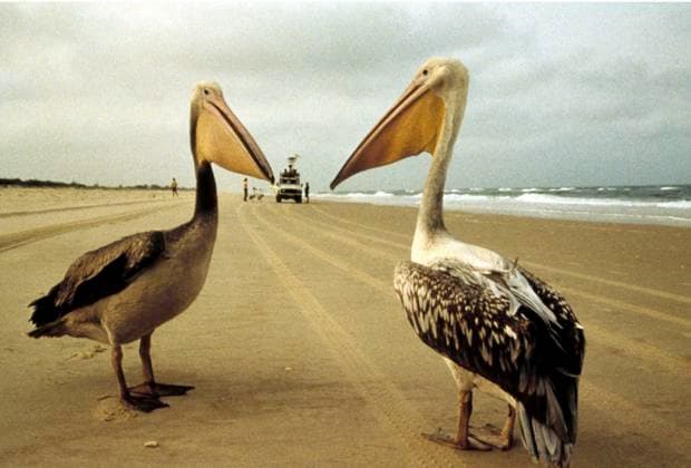 Archivbilder der Woche KW24 RECORD DATE NOT STATED Winged Migration (Le Peuple Migrateur) - filmstill AFRICAN WHITE PELICAN in Winged Migration (Le Peuple Migrateur) Filmstill - Editorial Use Only Ref: FB Supplied by EDITORIAL USE ONLY Copyright: xSuppliedxbyxCapitalxPicturesx