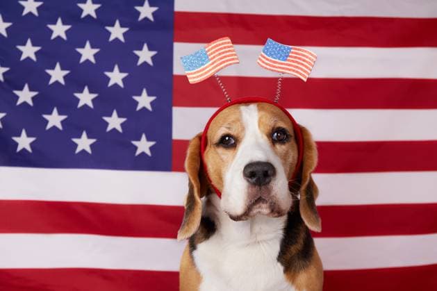 Niedlicher Beagle-Hund mit einer Dekoration auf dem Kopf mit einer amerikanischen Flagge. Niedlicher Beagle-Hund mit einer Dekoration auf dem Kopf mit einer amerikanischen Flagge. (License=RF) Copyright: xZoonar.com ViktoryaxxTelminovax 23448903