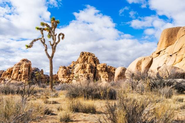 Kalendermotive: Joshua Tree National Park Lone Joshua tree and golden rock formations under a bright deser Joshua Tree, California, United States R_GNAF250409C-1693115-01