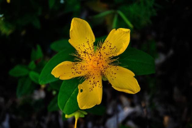 Mount Cam s blossoms bring color to the landscape of Sakarya SAKARYA, TURKIYE - JUNE 12: Flowers blooming in Mount Cam area, located at an altitude of 900 meters between the Kocaali and Hendek districts of Sakarya, create a colorful sight in Sakarya, Turkiye on June 12, 2025. In the geography located along the Nature and Culture Path, many natural plant species, such as daisies, St. John s wort, blackberries, ivy flowers, snake grass, and sheep s claw, have bloomed. Davut Genc Anadolu Sakarya Turkey. Editorial use only. Please get in touch for any other usage.  Copyright: x2025xAnadoluxDavutxGencx