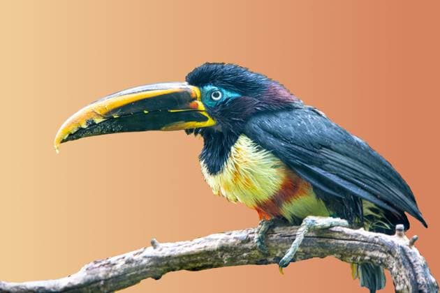 Nahaufnahme eines farbenfrohen Schwarzhals-Arakari Close up Profile view of a colorful Black-necked aracari (License=RF) Copyright: xZoonar.com LenaxIliopouloux 23521950