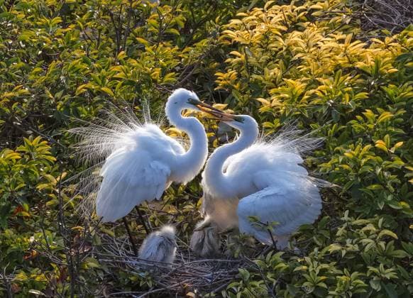 Entertainment Themen der Woche KW25 Entertainment Bilder des Tages Egrets Raise Young Egrets build nests to breed and raise their young in Suqian City, Jiangsu Province, China on June 17, 2025. Suqian Jiangsu China  Copyright: xCFOTOx i1750239070949
