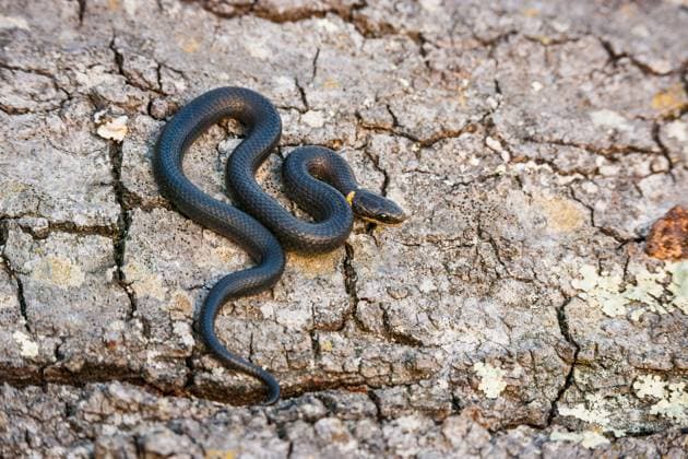 Creative Highlights World A small ring-necked snake showcasing its colorful ringed neck Hamilton Township, New Jersey, United States R_VAWG250617-1770405-01