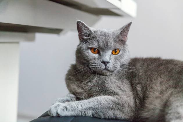 Britische Katze posiert auf schwarzem modernen Stuhl zu Hause British cat posing on black modern chair indoor at home. New lovely member of family gray kitten resting and pelax. Pet care and animals concept (License=RF) ,model released, Symbolfoto Copyright: xZoonar.com IuliiaxZavalishinax 23606333 ,model released, Symbolfoto ,property released