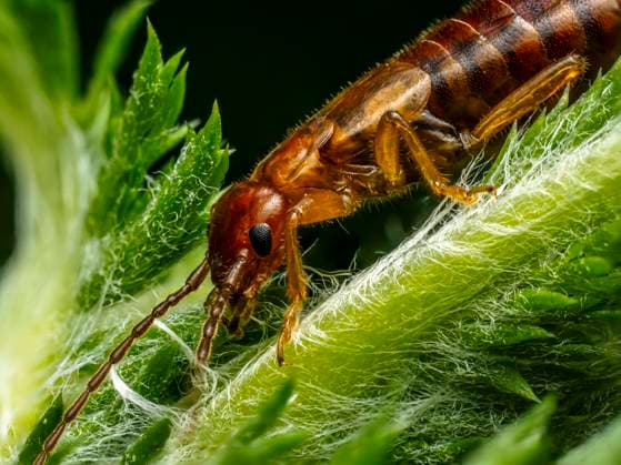 Creative Highlights World Gemeiner Ohrwurm auf einem grünen Blatt in der Natur Gemeiner Ohrwurm auf einem grünen Blatt in der Natur (License=RF) Copyright: xZoonar.com RomanxMilertx 23611622