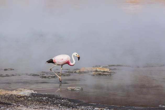 Creative Highlights World Flamingo im See der bolivianischen Altiplano Tierwelt Wildnis Flamingo in the lake of Bolivian Altiplano wildlife nature wilderness (License=RF) Copyright: xZoonar.com GalynaxAndrushkox 23635662