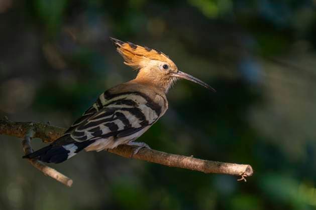 Creative Highlights World Ein Wiedehopf (Upupa epops) bei Zemnick (Landkreis Wittenberg) in Sachsen-Anhalt. *** A hoopoe Upupa epops near Zemnick in the district of Wittenberg in Saxony-Anhalt