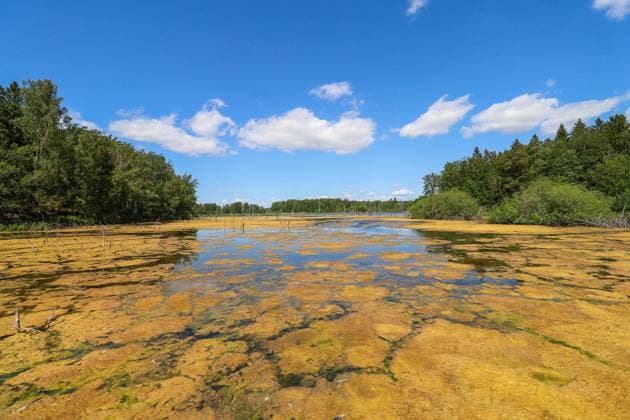 Creative Highlights World Rosenkällasjön Lake In Linköping, Sweden. A general view shows Rosenkallasjon Lake in Linkoping, Sweden, on June 21, 2025. Rosenkallasjon is a lake in Linkoping Municipality in Ostergotland and is part of the Motala Strom main catchment area. Rosenkallasjon is located in the Tinnero oak landscape Natura 2000 area. The lake is 4 meters deep, has an area of 0.43 square kilometers, and is 81.5 meters above sea level. Linköping Sweden  Copyright: xPradeepxDambaragex originalFilename: dambarage-notitle250621_npXd2.jpg