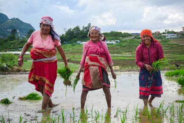 Bilder des Jahres 2025, News 06 Juni News Bilder des Tages June 23, 2025, Kathmandu, Bagmati, Nepal: Farmers share a smile while planting paddy ahead of Asar 15, in Bungamati, Lalitpur. Asar 15, celebrated as National Paddy Day in Nepal, marks the traditional start of monsoon rice transplantation. Kathmandu Nepal - ZUMAs330 20250623_zsp_s330_008 Copyright: xSafalxPrakashxShresthax