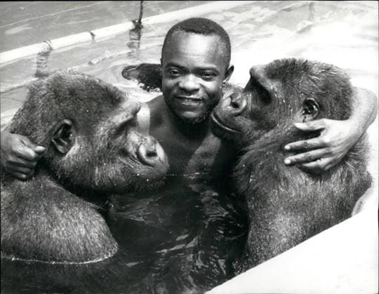 Tiere Aquarien Archäologie Insekten Fossilien Zoos 10. Januar 1975 – Gorilla ahmt seinen Pfleger nach – und lernt schwimmen: Wasserspiele sind nicht gerade etwas für Gorillas, sie haben sogar eine Abneigung dagegen. Aruns, ein siebenjähriger Gorilla im nigerianischen Ibaden Zoo, ist eine Ausnahme – sie liebt das Wasser und lernt schwimmen, indem sie die Bewegungen ihres Pflegers nachahmt. Um zu verhindern, dass Aruna und ihr Partner ertrinken, weil sie zu tief ins Wasser geraten, wurde der größte Teil des Gorillageheges mit einem Elektrozaun und Unterwassergeländern ausgestattet. Keine Sorge, es ist einfach nur Spaß. *** Animals Aquaria Archaeology Insects Fossils Zoos 10 January 1975 – Gorilla imitates its Pfleger to – and le  Copyright: xUnitedxArchivesx xkpaxKeystonex 19600103_p01_k09_274