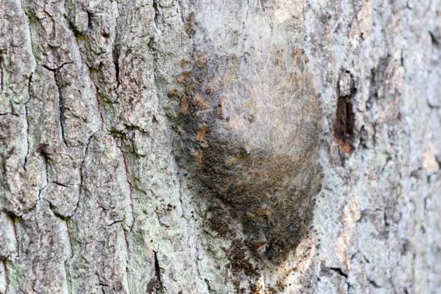 Nest des Eichenprozessionsspinners an Baumrinde DEU, Deutschland, Hamburg: Ein deutlich erkennbares Nest des Eichenprozessionsspinners haftet an der Rinde eines Baumes. Die Gespinste enthalten zahlreiche Raupen sowie ihre gesundheitsschädlichen Brennhaare. Der Kontakt mit den Haaren kann bei Menschen zu allergischen Reaktionen, Hautausschlägen und Atemproblemen führen. Hamburg Hamburg Deutschland *** Nest of the oak processionary moth on tree bark DEU, Germany, Hamburg A clearly recognizable nest of the oak processionary moth clings to the bark of a tree The webs contain numerous caterpillars and their harmful stinging hairs Contact with the hairs can lead to allergic reactions, skin rashes and respiratory problems in humans Hamburg Hambur