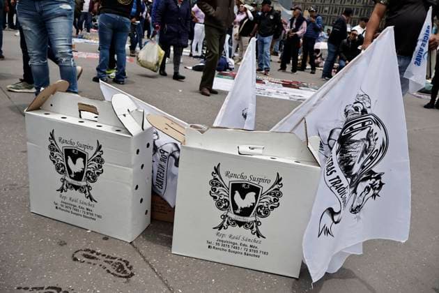 June 26, 2025, Mexico, Cdmx, Mexico: Protesters in favor of bullfighting, rodeos, and cockfights demonstrate in Mexico City s ZoÂ³calo to demand that the traditions of these activities be kept alive. They mention that thousands of families make a living raising farm animals for these activities, which are part of the country s history and traditions. Despite laws protecting the lives and rights of animals from abuse, they reject any initiative by pro-animal activists to prohibit these spectacles, which provide entertainment for a certain segment of the population through animal suffering and torture for financial gain. Mexico Mexico - ZUMAp204 20250626_zip_p204_001 Copyright: xJosuexPerezx