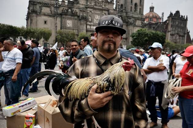 June 26, 2025, Mexico, Cdmx, Mexico: Protesters in favor of bullfighting, rodeos, and cockfights demonstrate in Mexico City s ZoÂ³calo to demand that the traditions of these activities be kept alive. They mention that thousands of families make a living raising farm animals for these activities, which are part of the country s history and traditions. Despite laws protecting the lives and rights of animals from abuse, they reject any initiative by pro-animal activists to prohibit these spectacles, which provide entertainment for a certain segment of the population through animal suffering and torture for financial gain. Mexico Mexico - ZUMAp204 20250626_zip_p204_004 Copyright: xJosuexPerezx