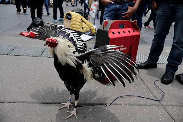 June 26, 2025, Mexico, Cdmx, Mexico: Protesters in favor of bullfighting, rodeos, and cockfights demonstrate in Mexico City s ZoÂ³calo to demand that the traditions of these activities be kept alive. They mention that thousands of families make a living raising farm animals for these activities, which are part of the country s history and traditions. Despite laws protecting the lives and rights of animals from abuse, they reject any initiative by pro-animal activists to prohibit these spectacles, which provide entertainment for a certain segment of the population through animal suffering and torture for financial gain. Mexico Mexico - ZUMAp204 20250626_zip_p204_030 Copyright: xJosuexPerezx